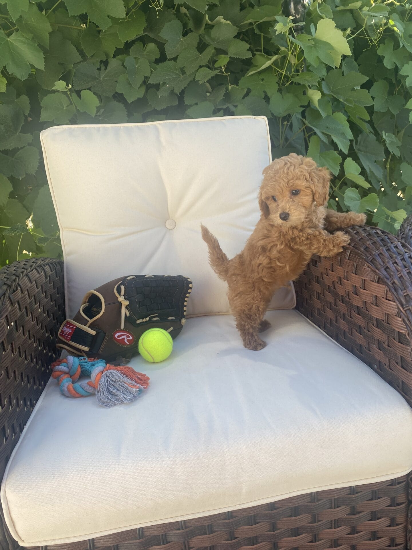 Ernie - Micro Goldendoodle Boy - Image 42