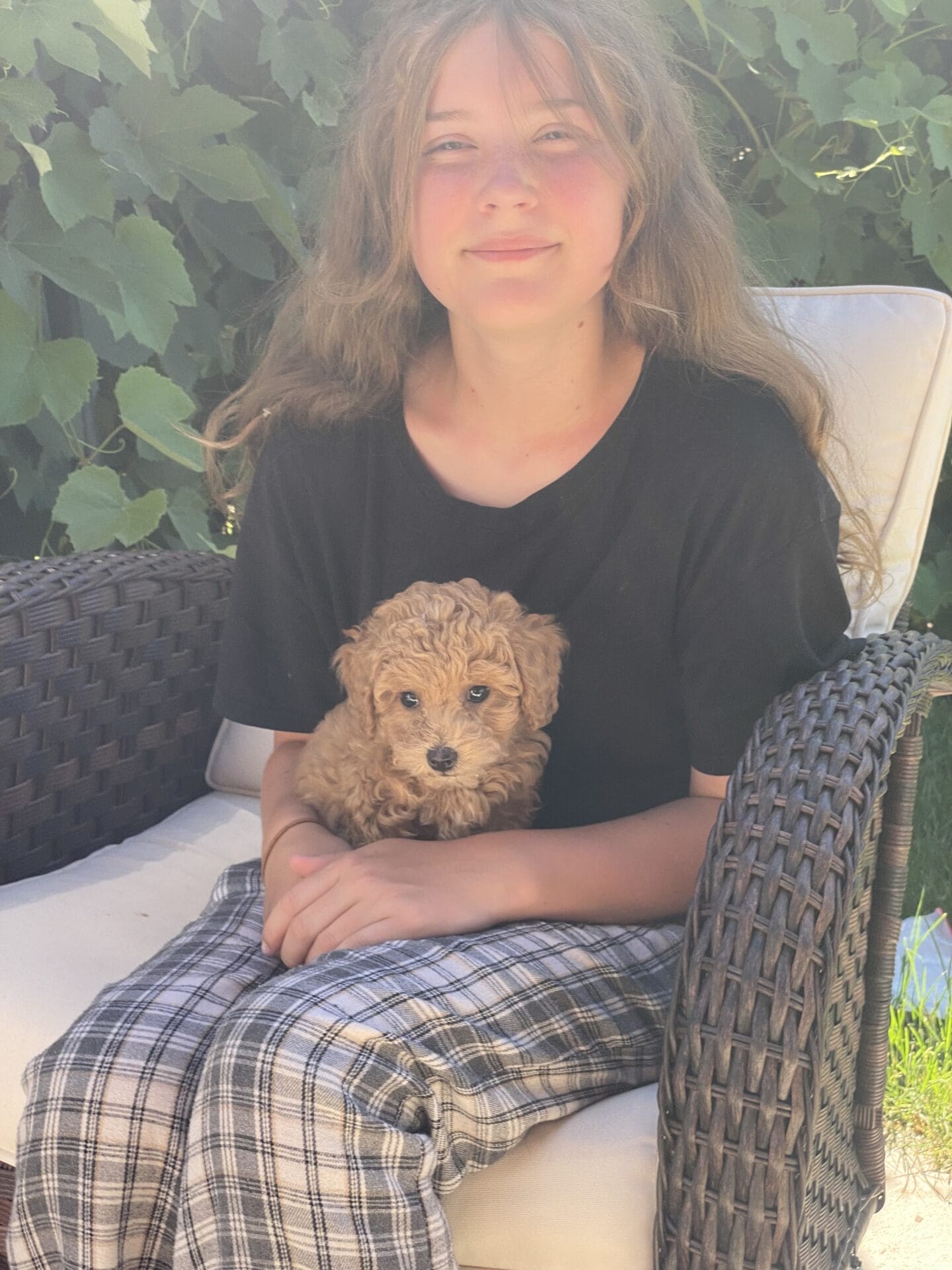 Ernie - Micro Goldendoodle Boy - Image 43