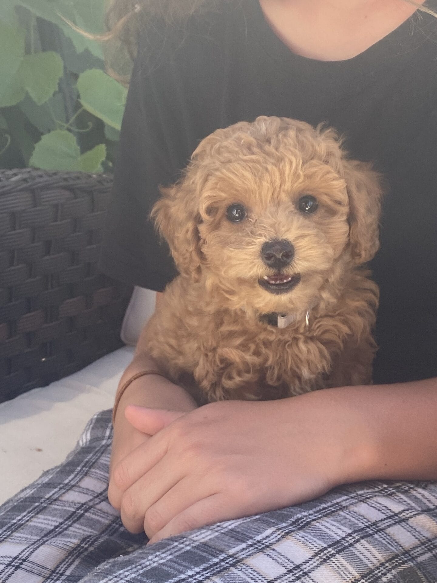 Ernie - Micro Goldendoodle Boy - Image 44