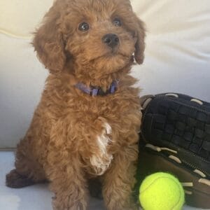 Barkley - Teacup Goldendoodle Boy