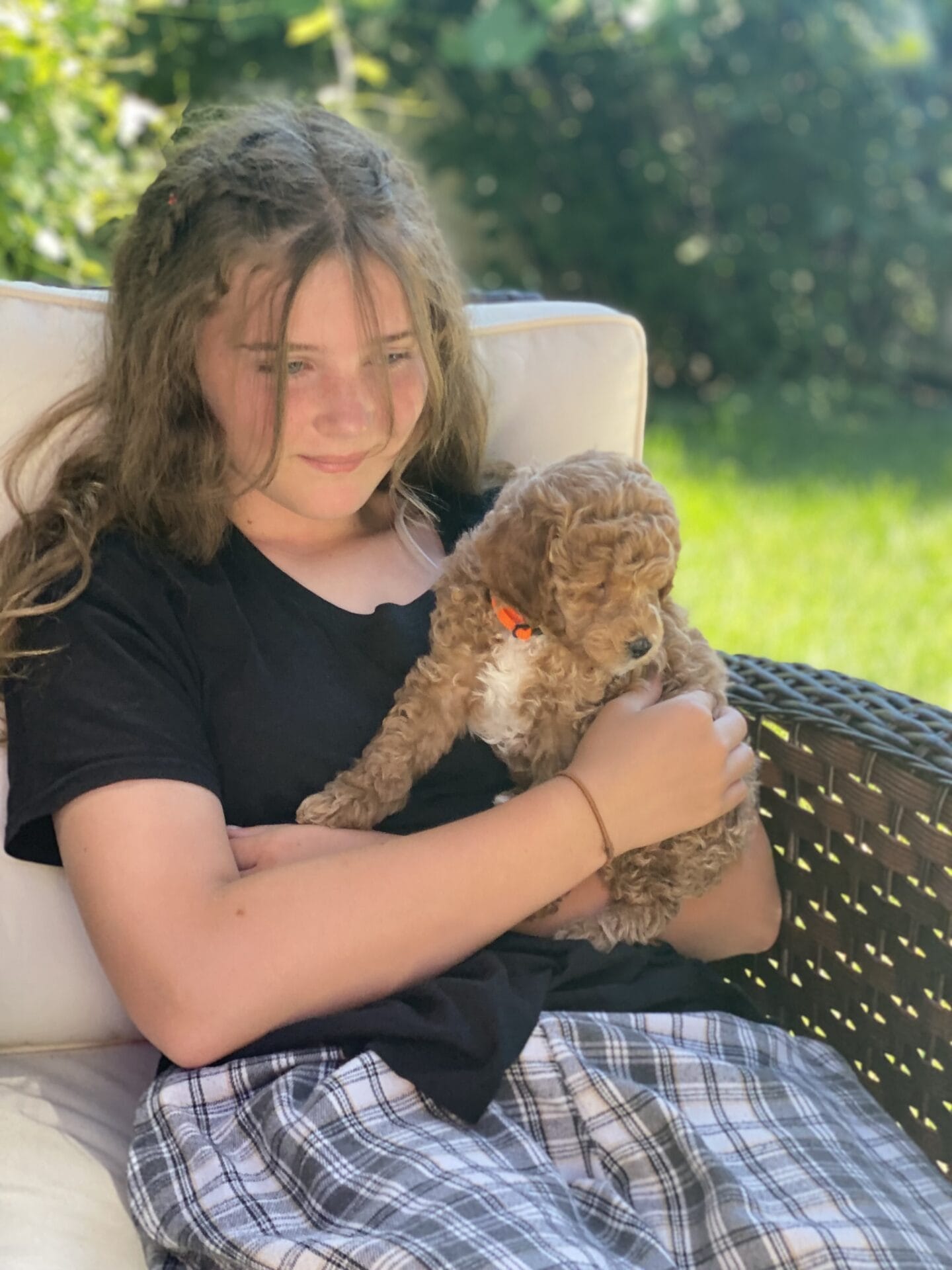 Tucker - Micro Goldendoodle Boy - Image 44