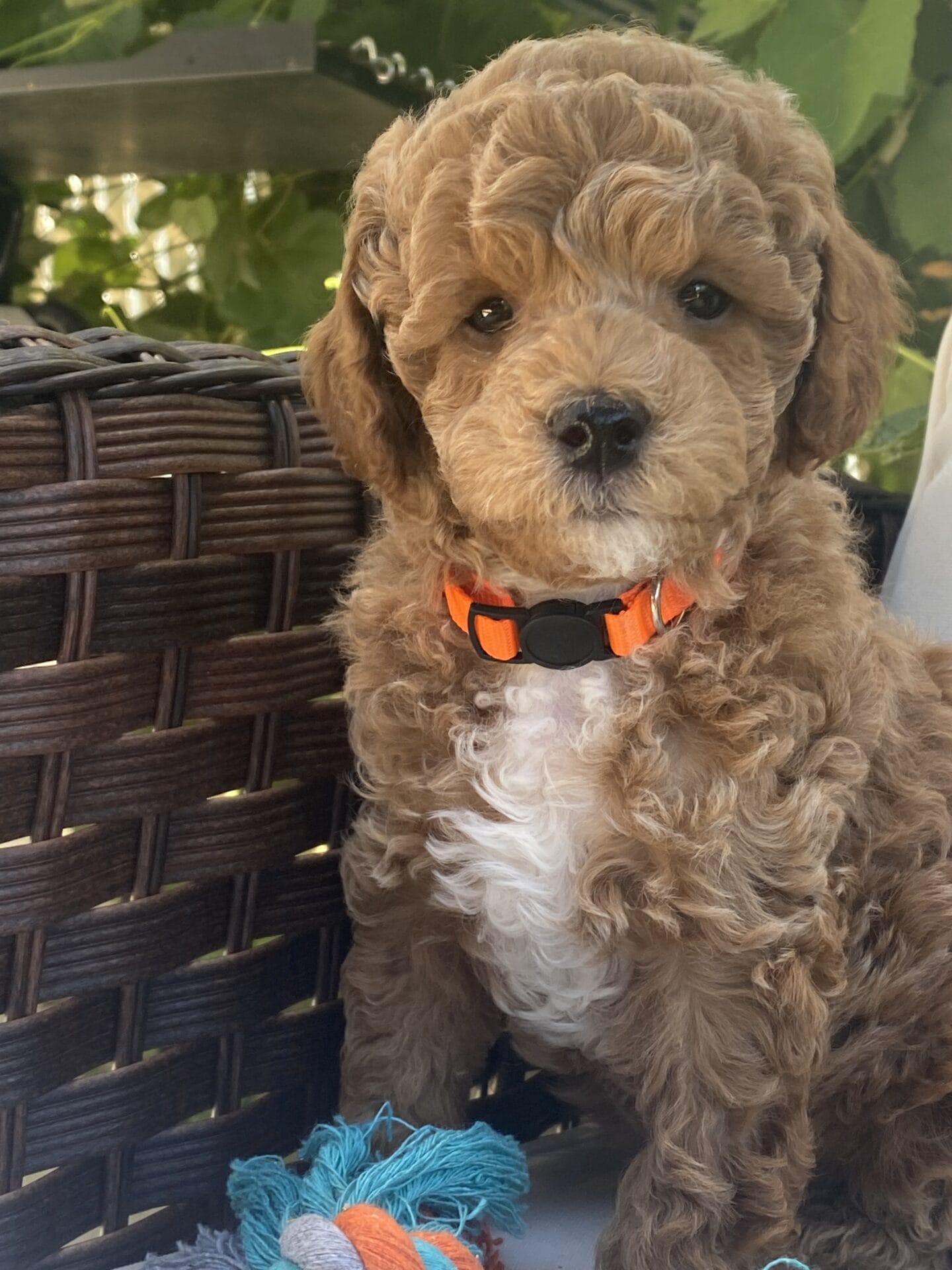 Tucker - Micro Goldendoodle Boy - Image 45