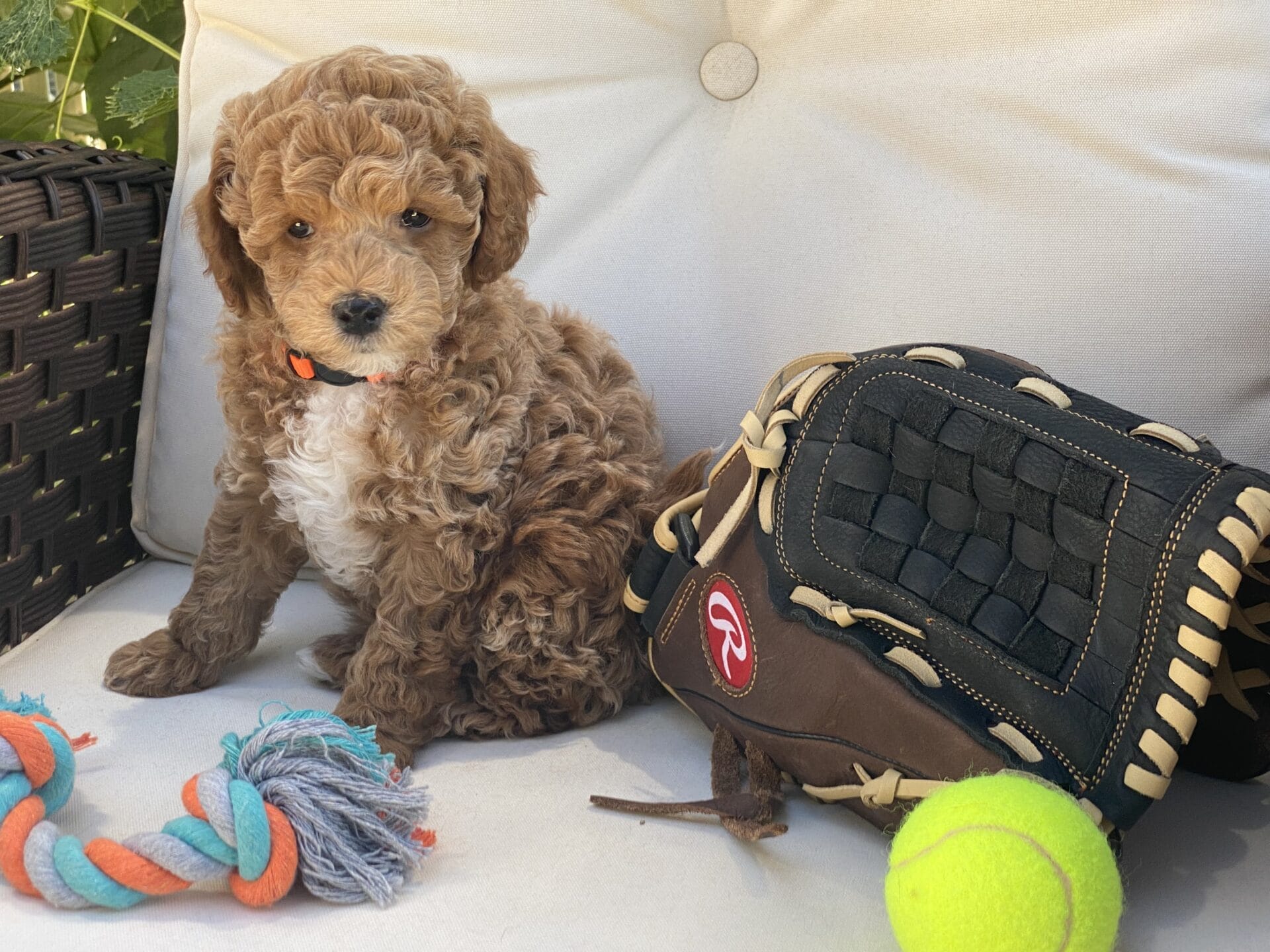Tucker - Micro Goldendoodle Boy - Image 42