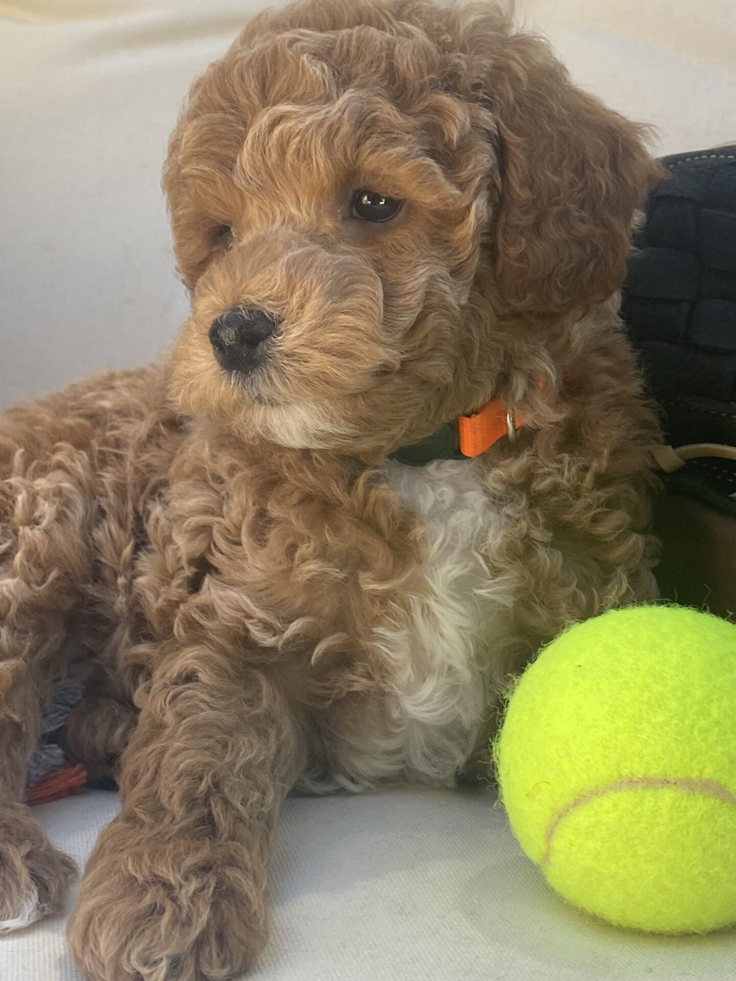 Tucker - Micro Goldendoodle Boy - Image 46