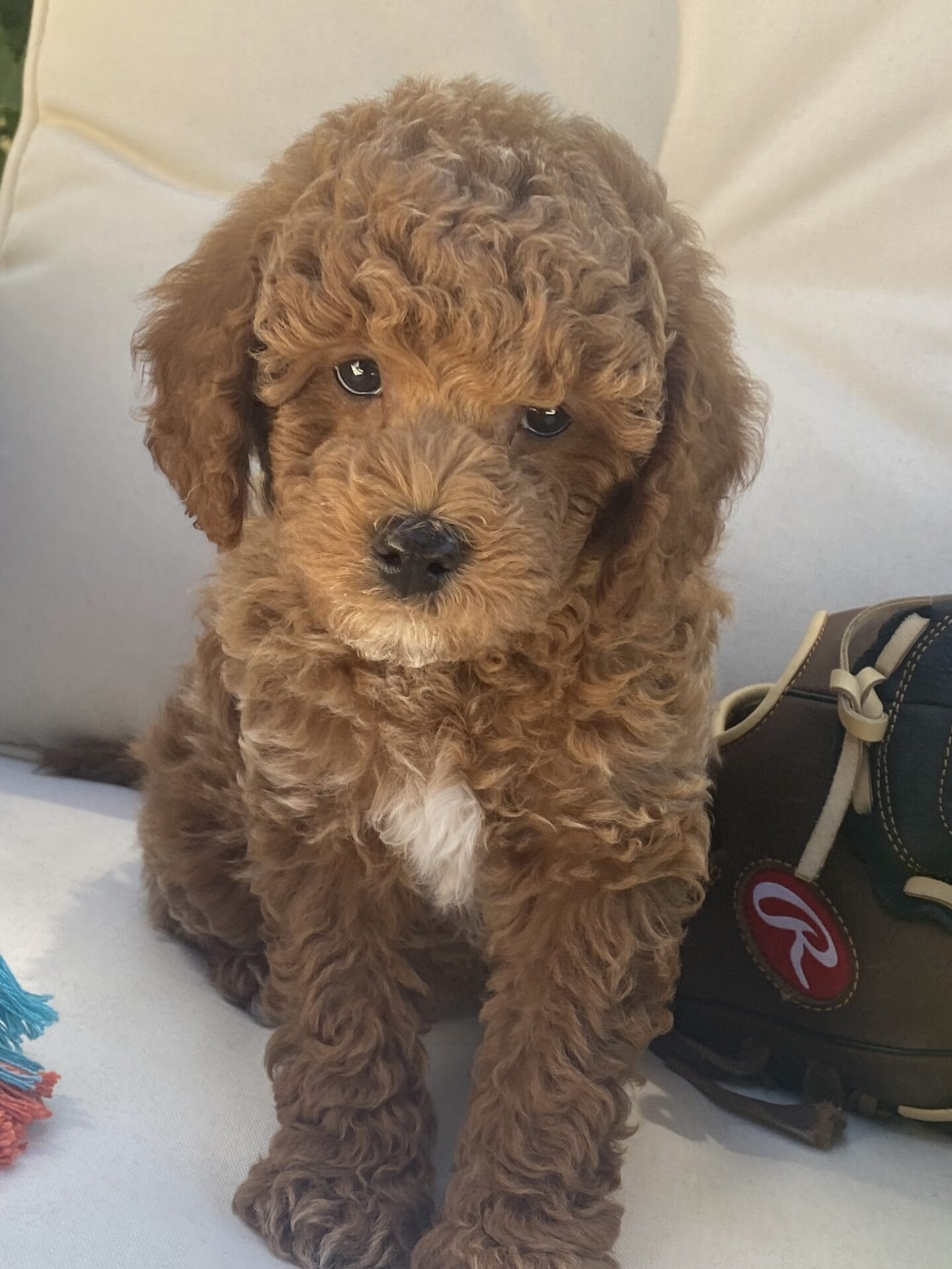 Duke - Teacup Goldendoodle Boy - Image 35