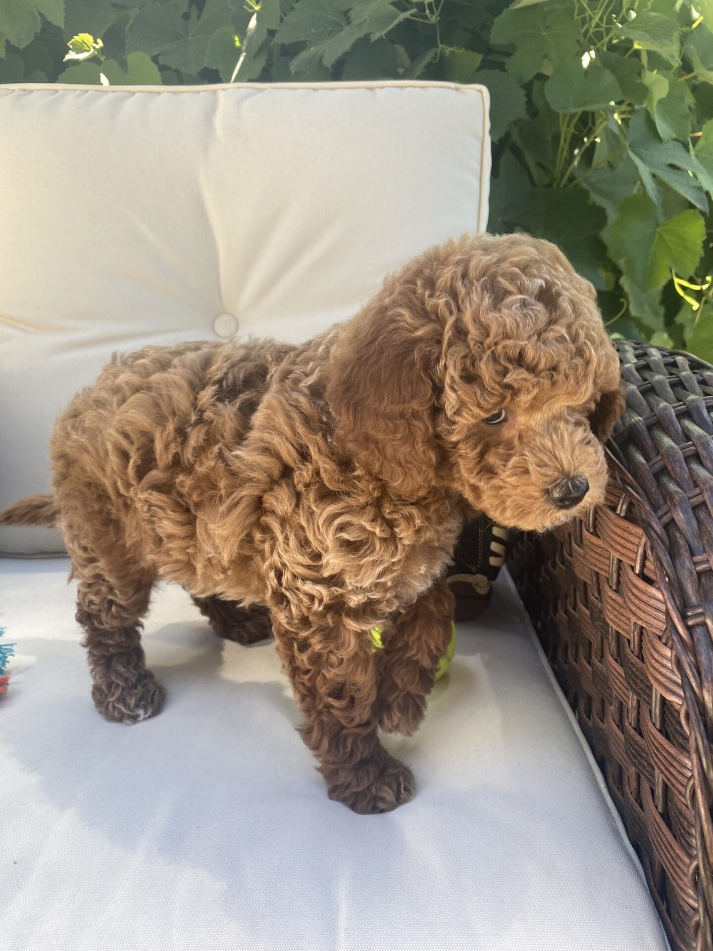 Duke - Teacup Goldendoodle Boy - Image 36