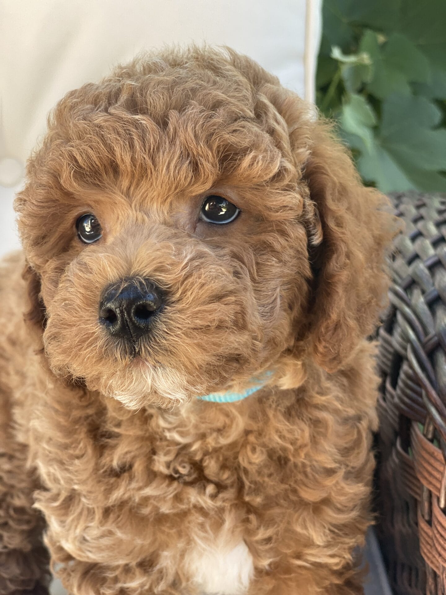 Duke - Teacup Goldendoodle Boy - Image 37