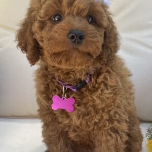 Sunny - Mini Goldendoodle Girl