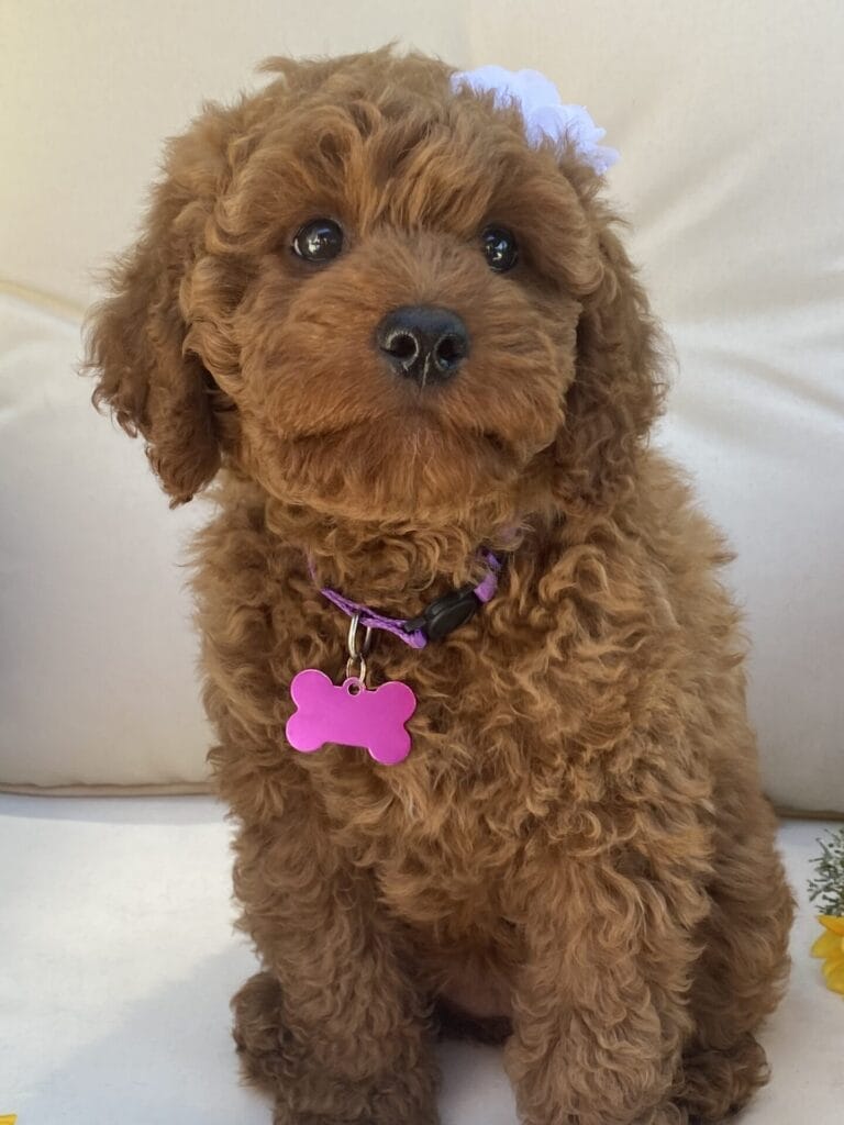 Sunny - Mini Goldendoodle Girl