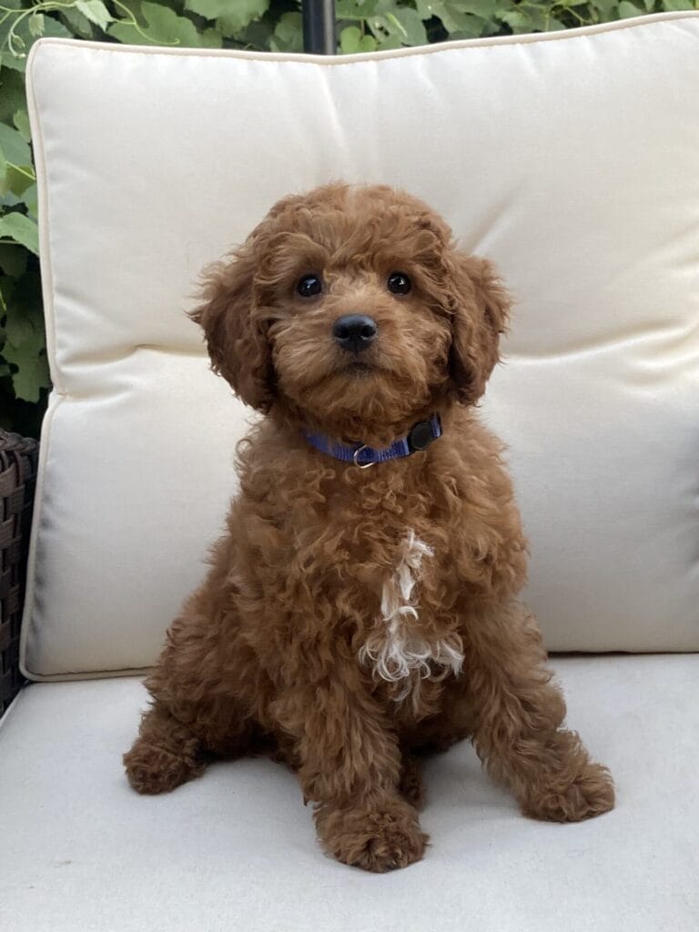 Barkley - Teacup Goldendoodle Boy
