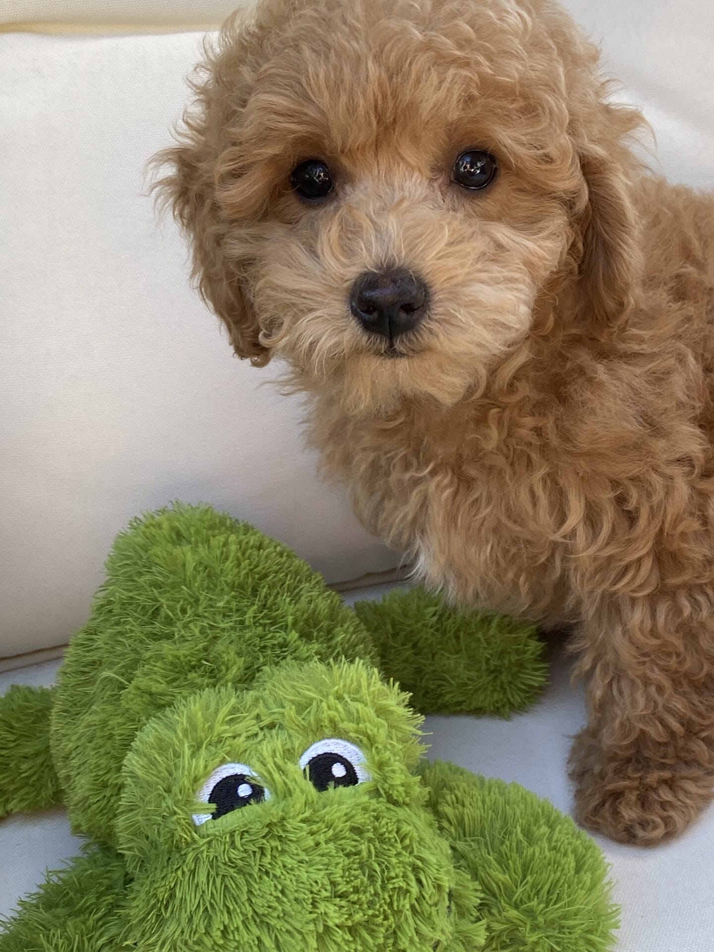 Ernie - Micro Goldendoodle Boy - Image 47