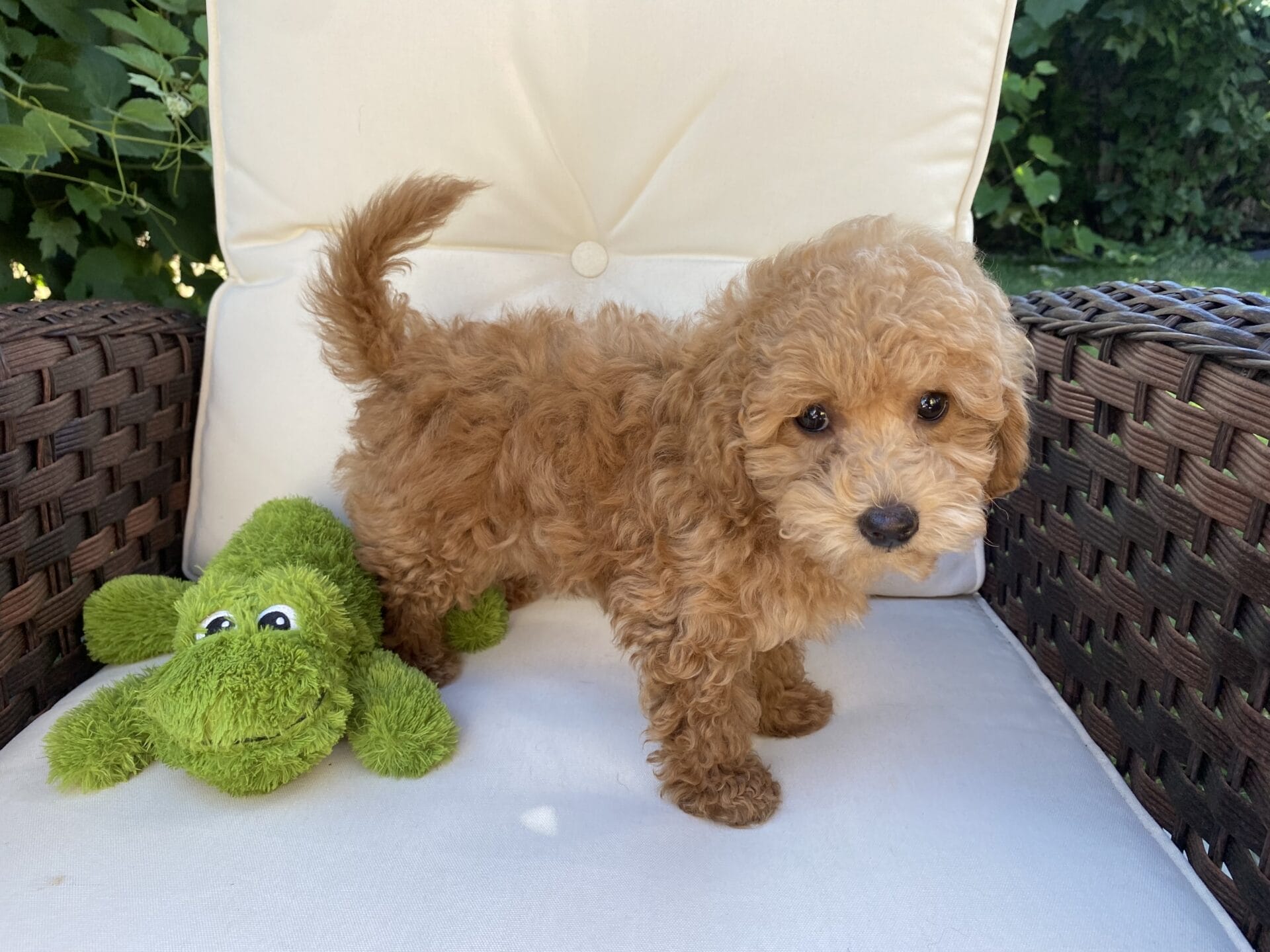 Ernie - Micro Goldendoodle Boy - Image 48