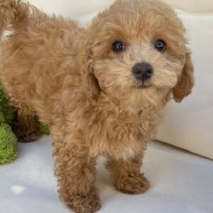 Ernie - Micro Goldendoodle Boy