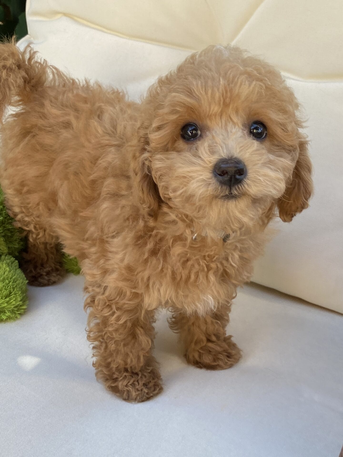 Ernie - Micro Goldendoodle Boy