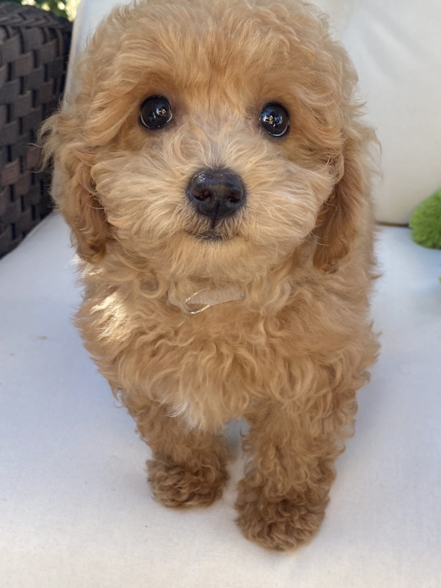 Ernie - Micro Goldendoodle Boy - Image 45