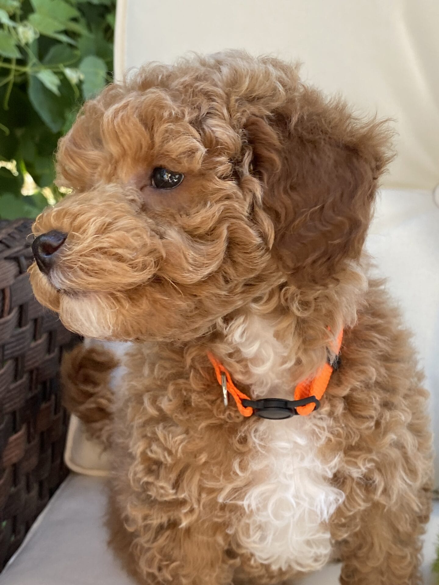 Tucker - Micro Goldendoodle Boy - Image 49