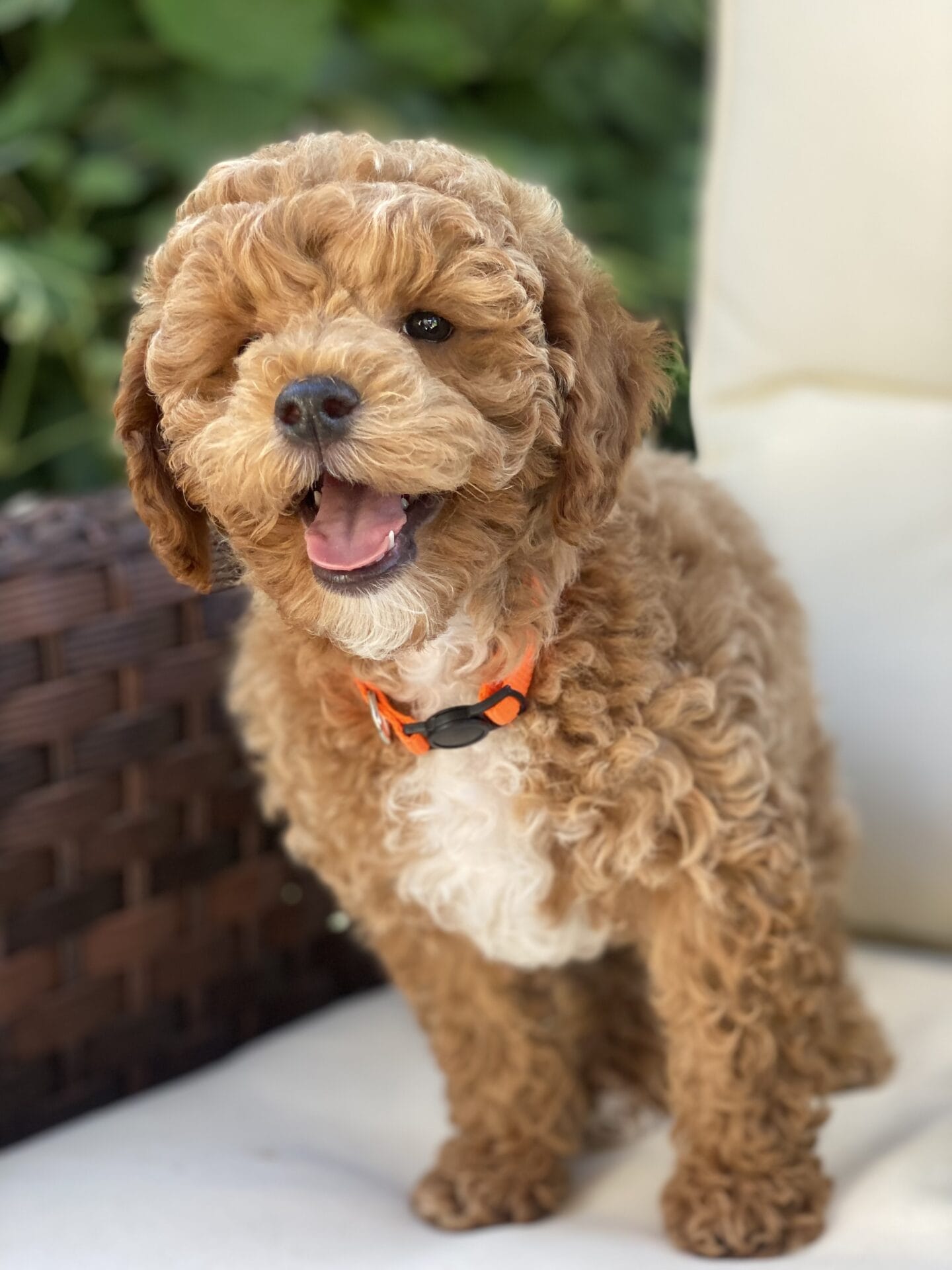 Tucker - Micro Goldendoodle Boy - Image 50