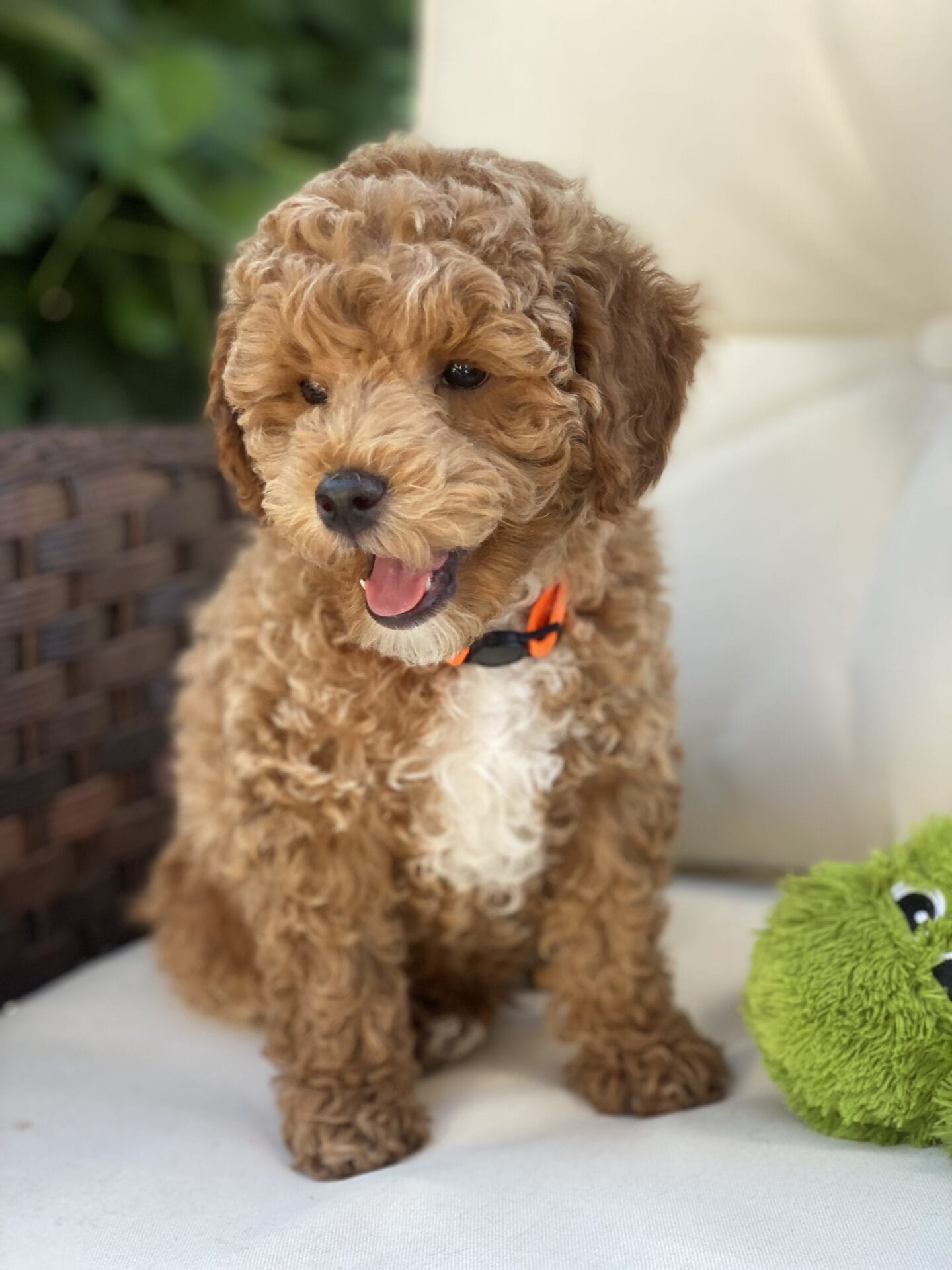 Tucker - Micro Goldendoodle Boy