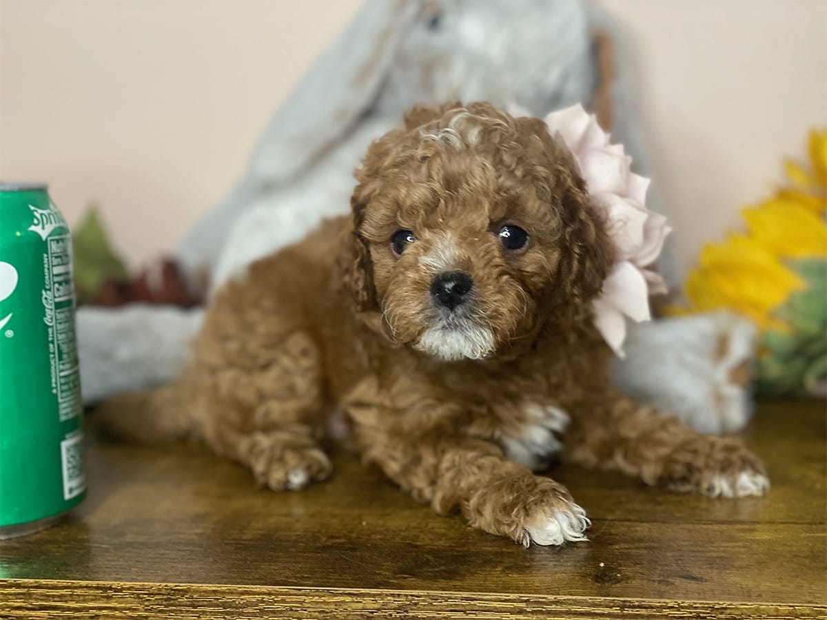 Goldie-Micro-Cavapoo-precious-doodle-dogs-tiny-cavapoo-puppies-01