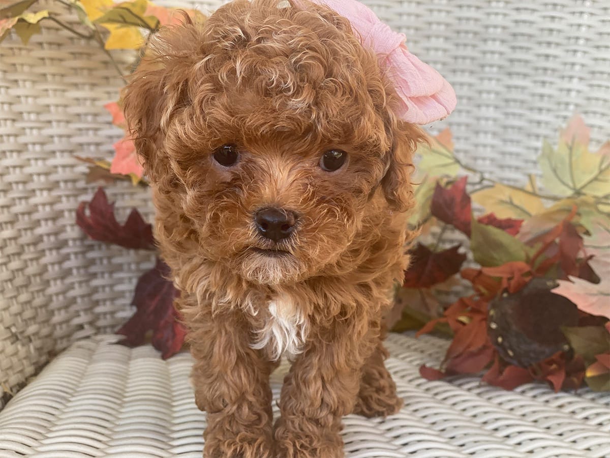 Goldie-Micro-Cavapoo-precious-doodle-dogs-tiny-cavapoo-puppies-10