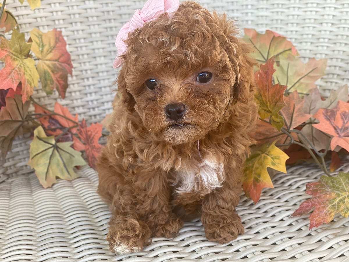 Goldie-Micro-Cavapoo-precious-doodle-dogs-tiny-cavapoo-puppies-12