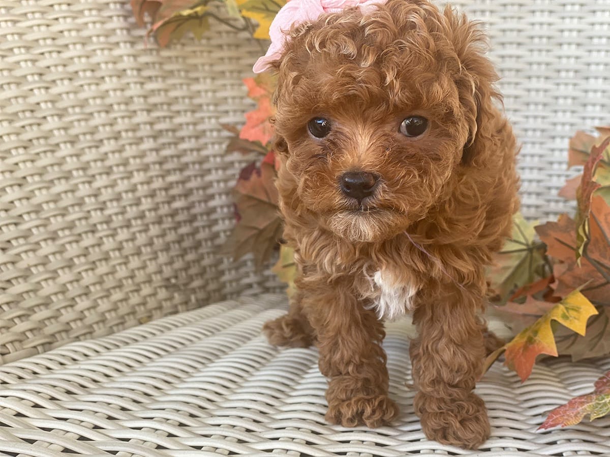 Goldie-Micro-Cavapoo-precious-doodle-dogs-tiny-cavapoo-puppies-15