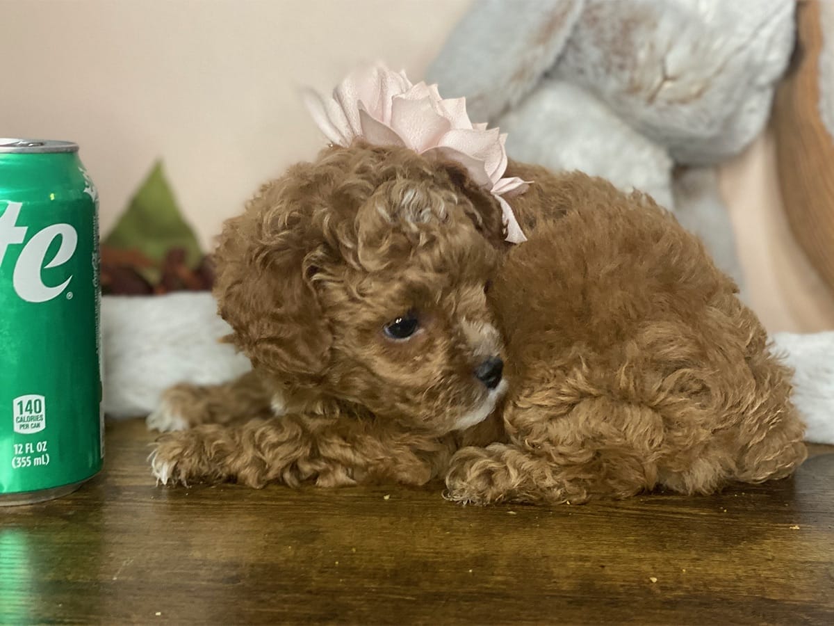 Goldie-Micro-Cavapoo-precious-doodle-dogs-tiny-cavapoo-puppies-02