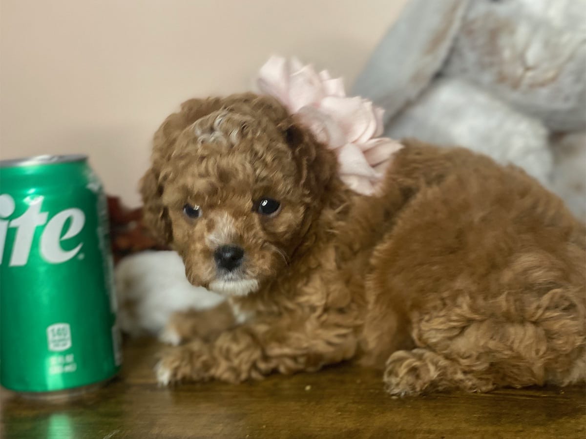 Goldie-Micro-Cavapoo-precious-doodle-dogs-tiny-cavapoo-puppies-03