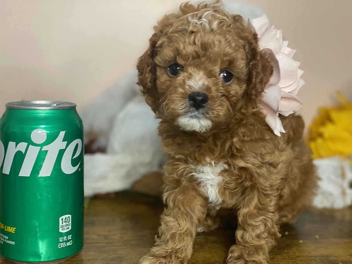 Goldie-Micro-Cavapoo-precious-doodle-dogs-tiny-cavapoo-puppies-04