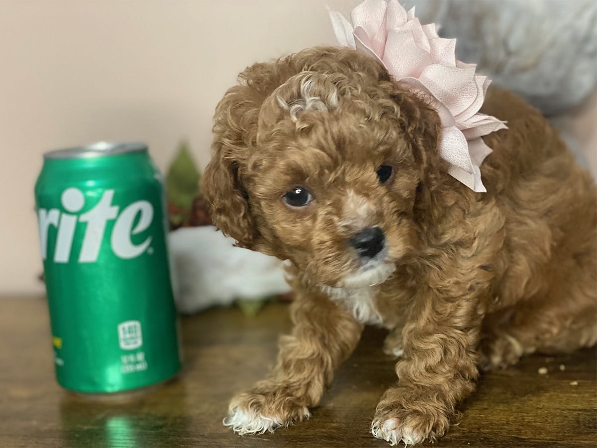 Goldie-Micro-Cavapoo-precious-doodle-dogs-tiny-cavapoo-puppies-06