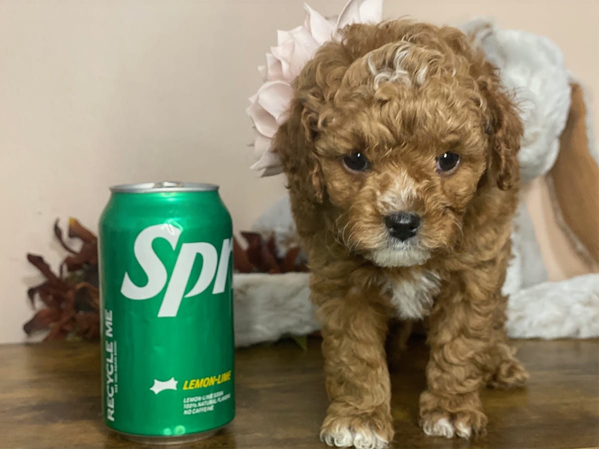 Goldie-Micro-Cavapoo-precious-doodle-dogs-tiny-cavapoo-puppies-08