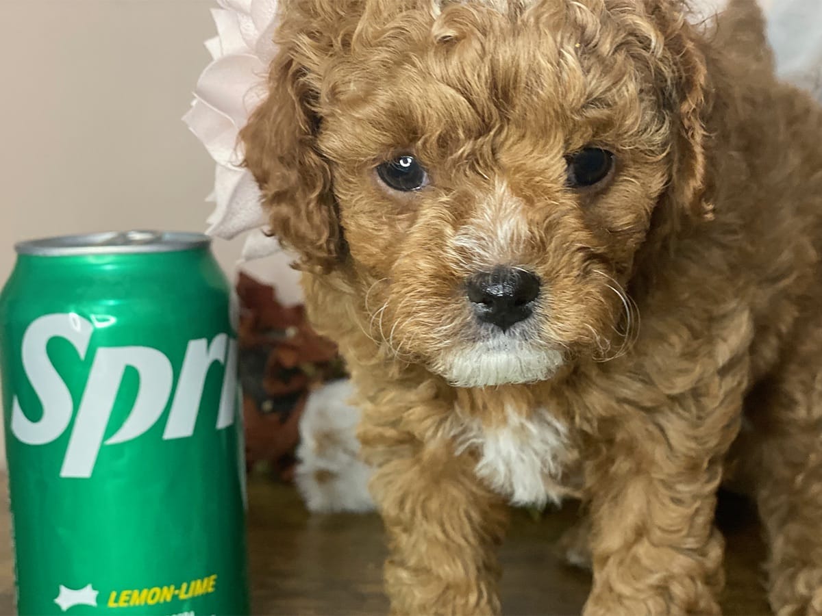 Goldie-Micro-Cavapoo-precious-doodle-dogs-tiny-cavapoo-puppies-018