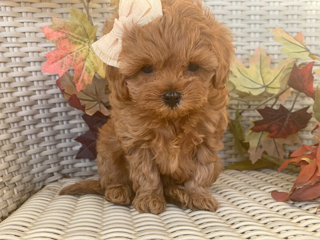Penny-Micro-Cavapoo-Puppies-Available-Near-Me-111