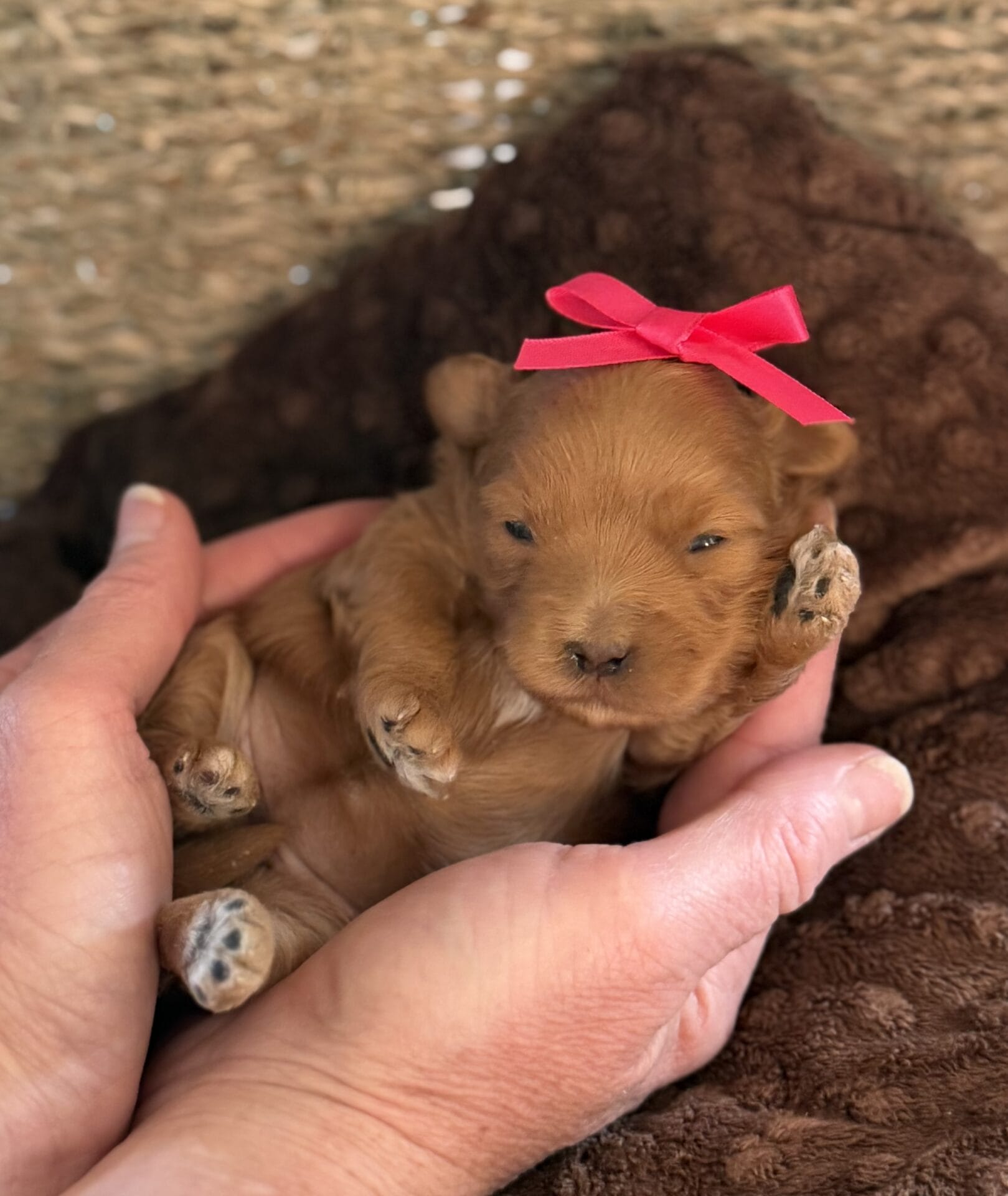 Ivy - Micro Goldendoodle Girl - Image 3