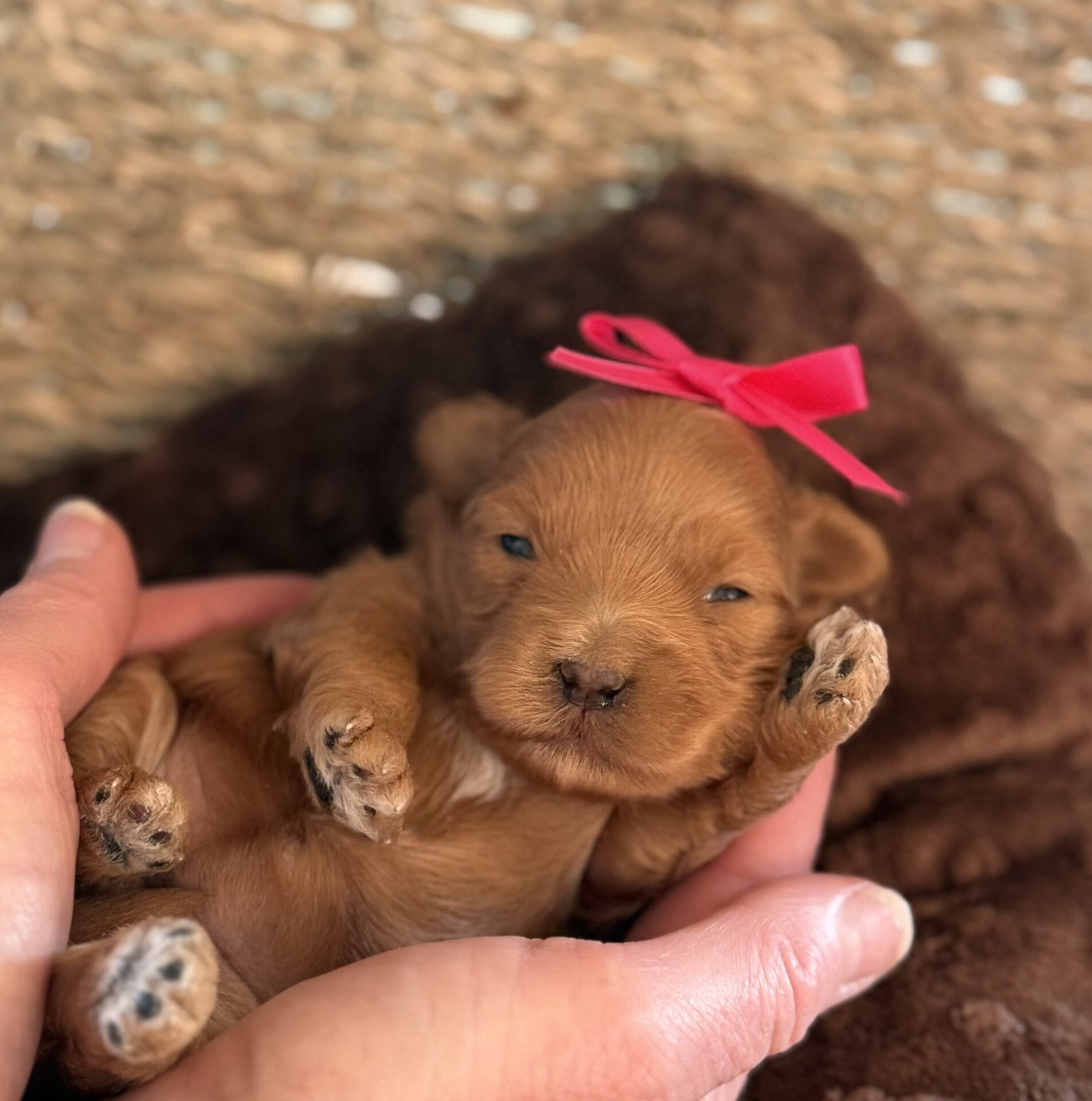 Ivy - Micro Goldendoodle Girl - Image 4