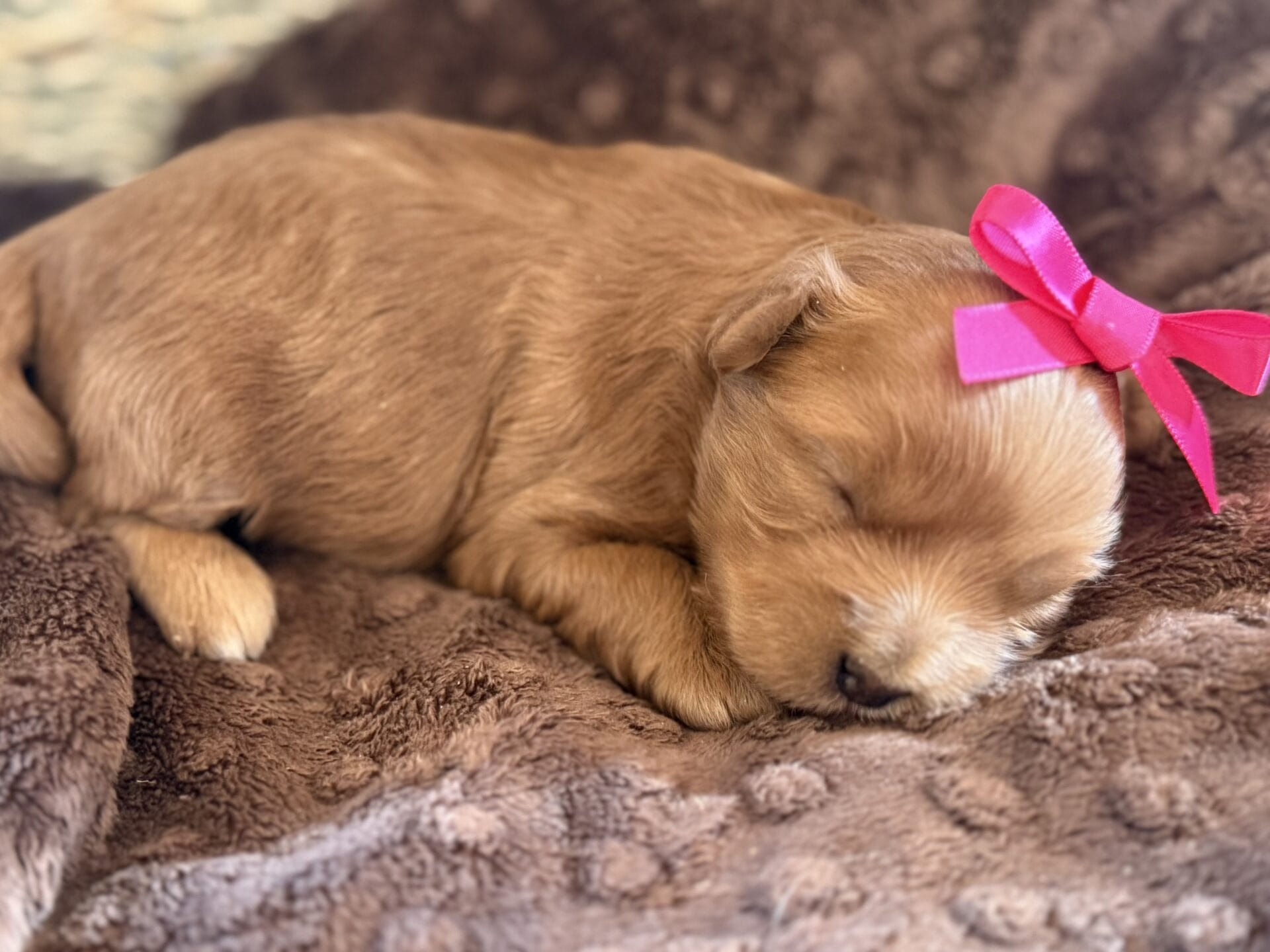 Ivy - Micro Goldendoodle Girl - Image 5