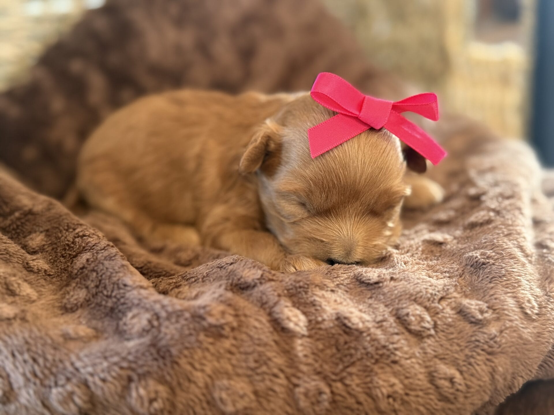 Ivy - Micro Goldendoodle Girl - Image 6