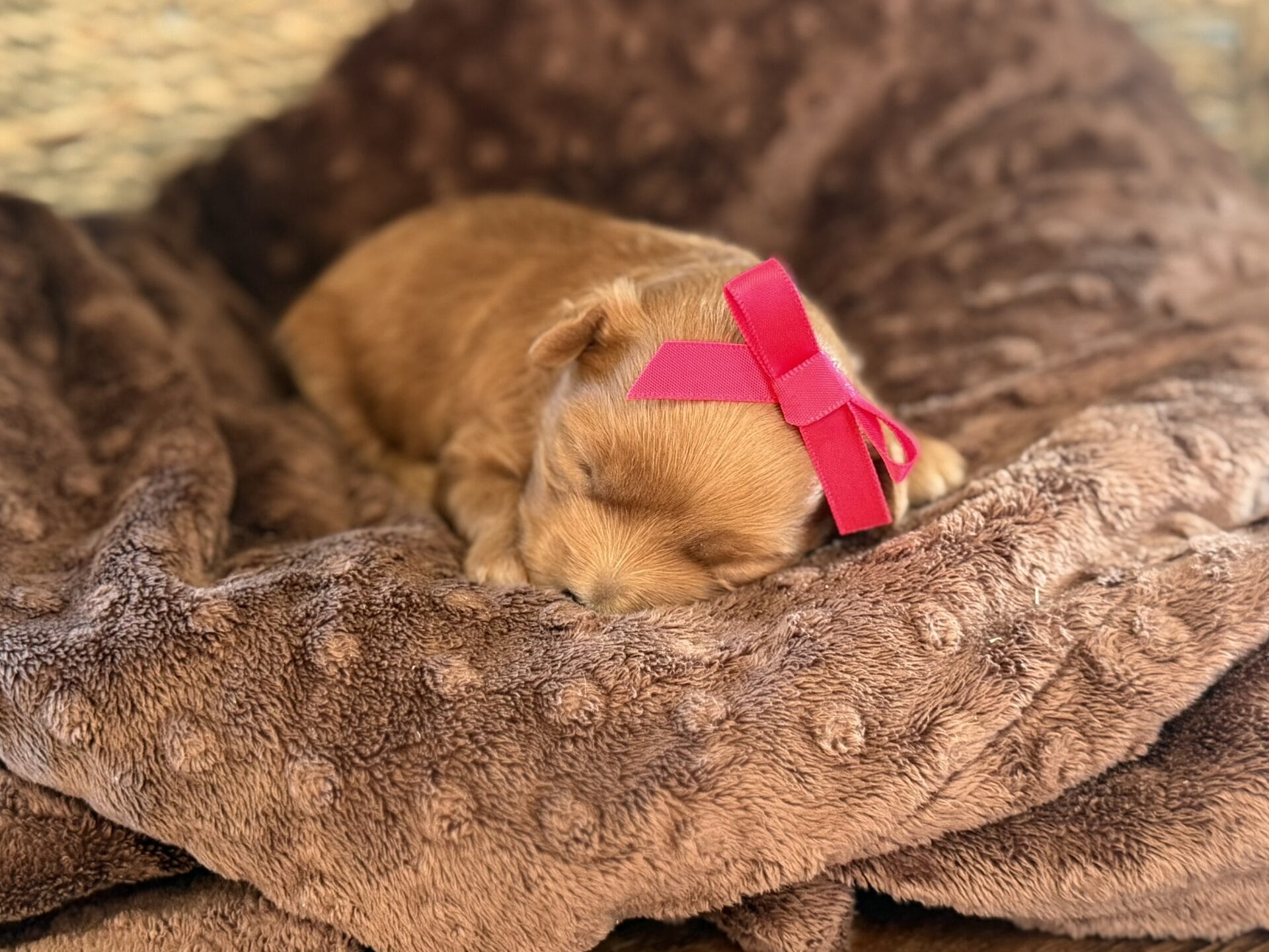 Ivy - Micro Goldendoodle Girl - Image 7