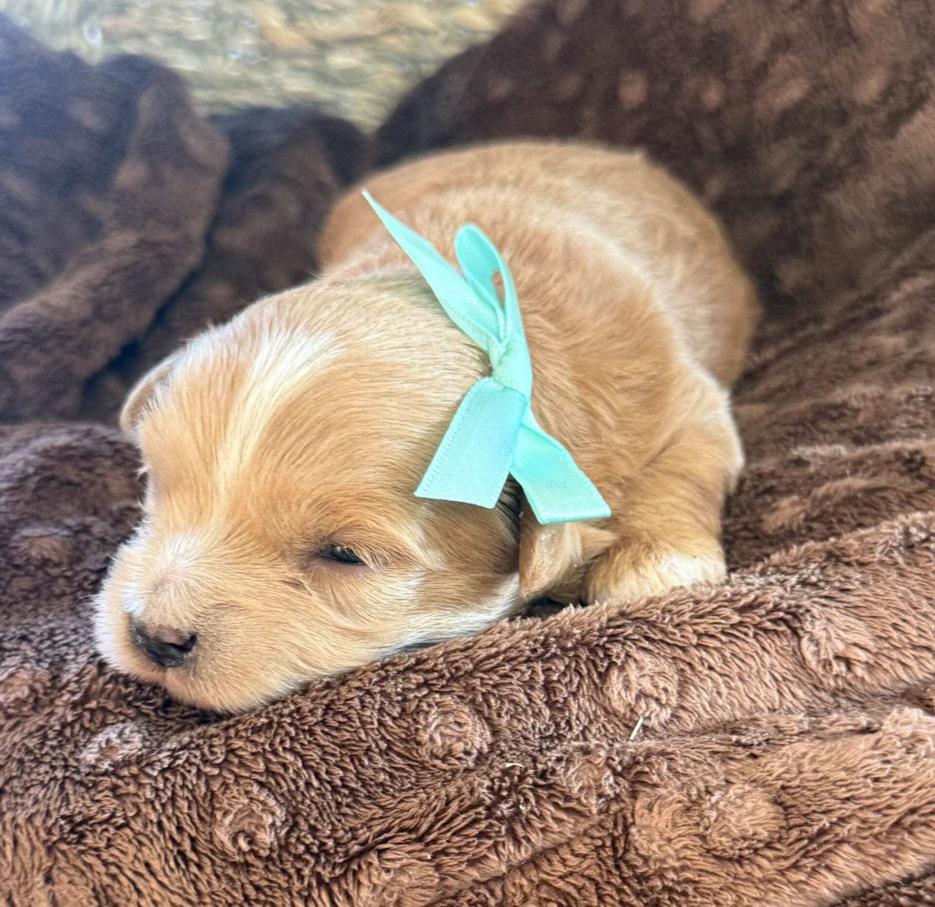 Sissy - Micro Goldendoodle Girl - Image 2