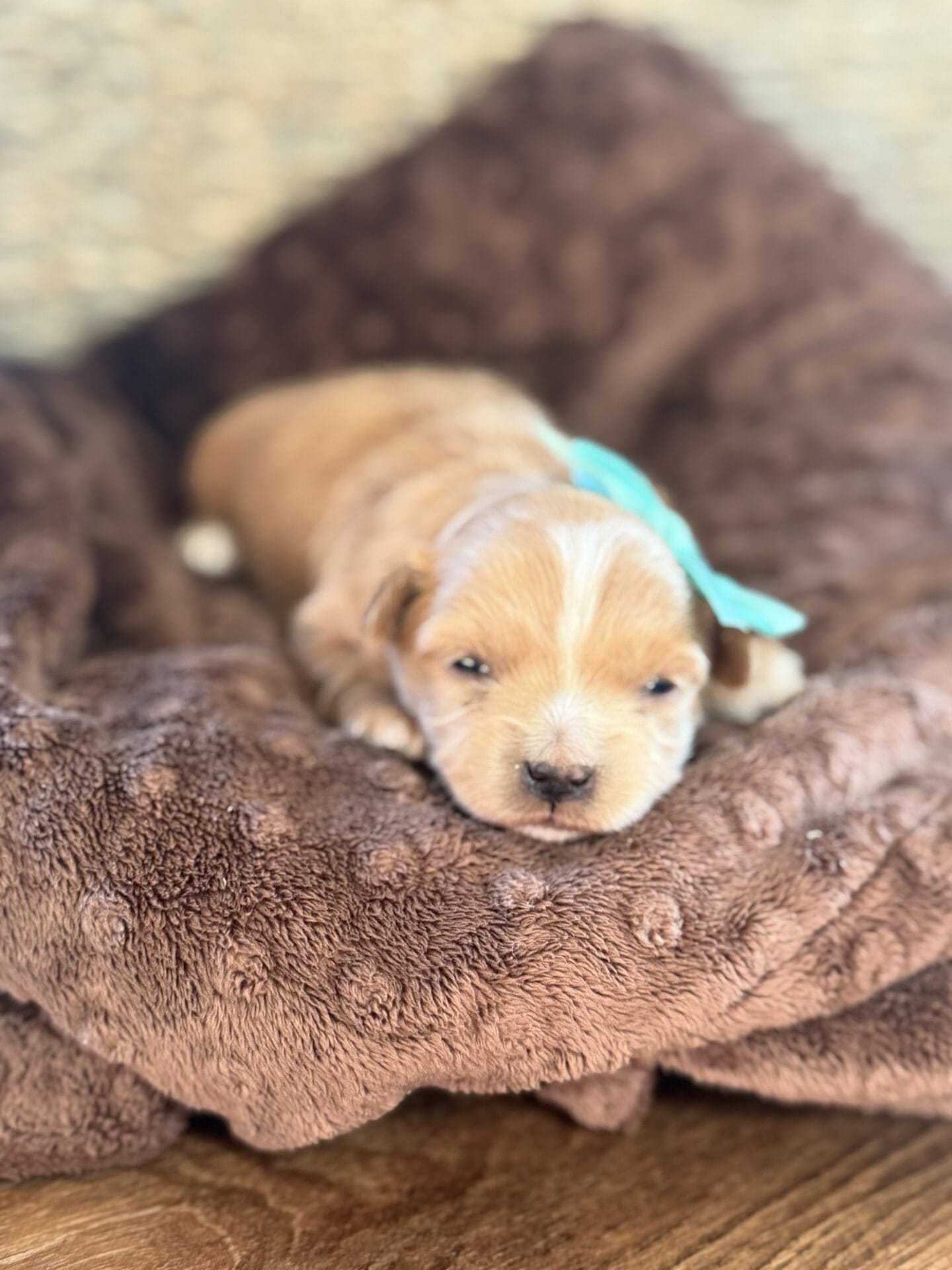 Sissy - Micro Goldendoodle Girl - Image 5
