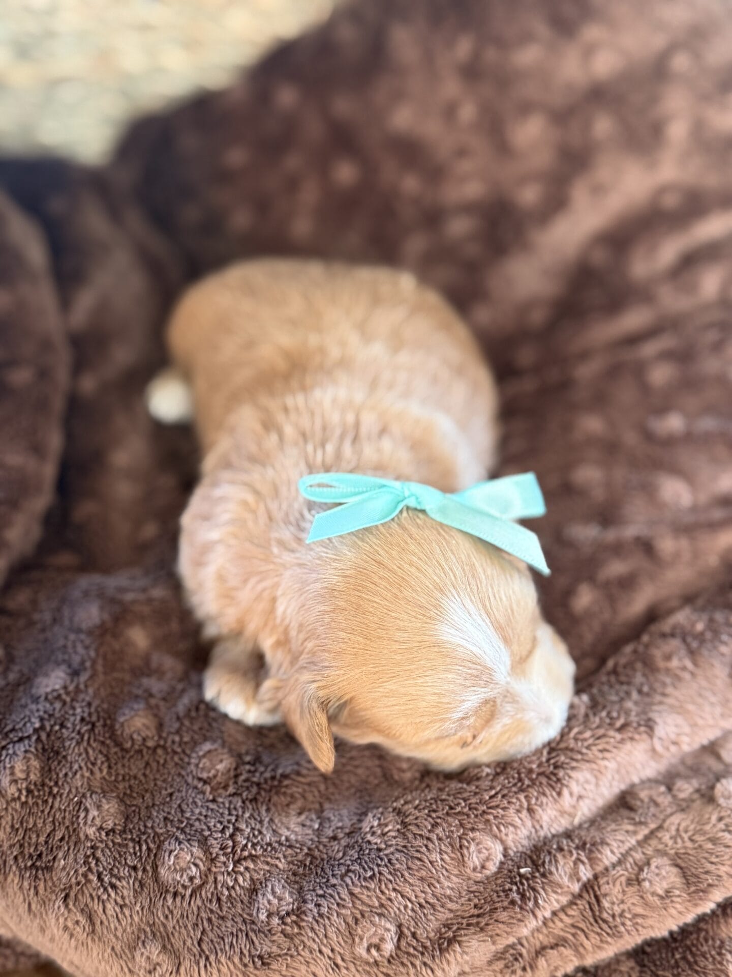 Sissy - Micro Goldendoodle Girl - Image 4