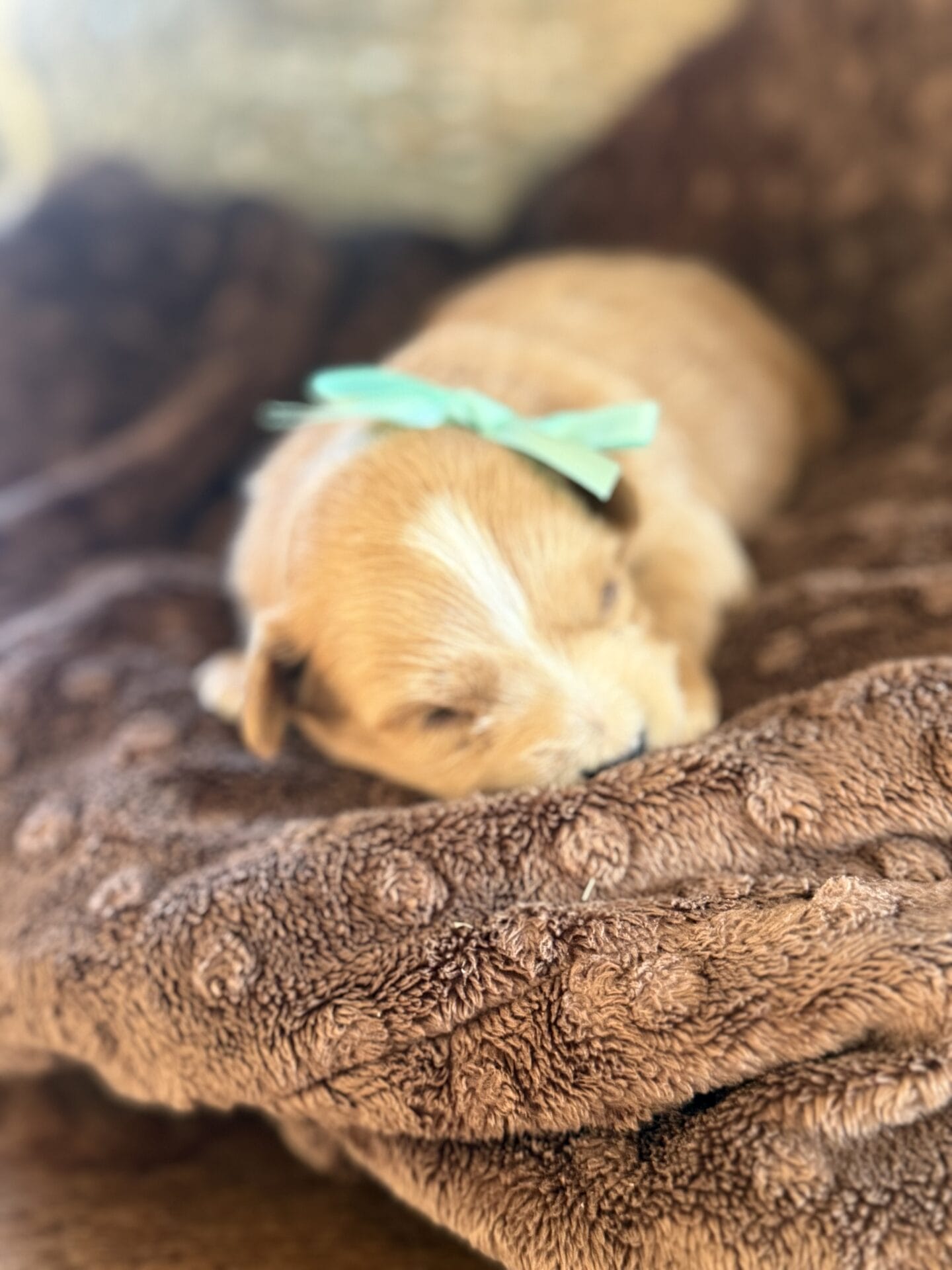Sissy - Micro Goldendoodle Girl - Image 3
