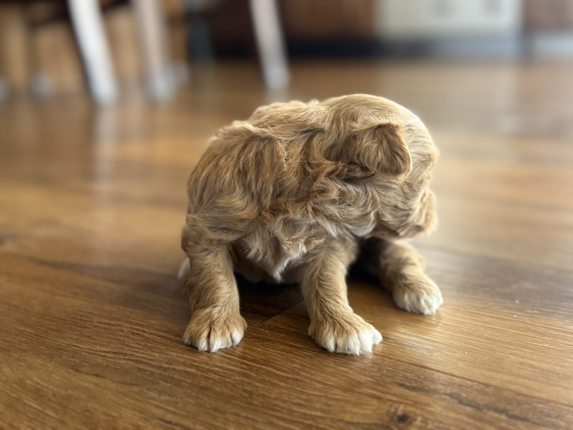 Sissy - Micro Goldendoodle Girl - Image 7