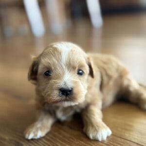 Sissy - Micro Goldendoodle Girl