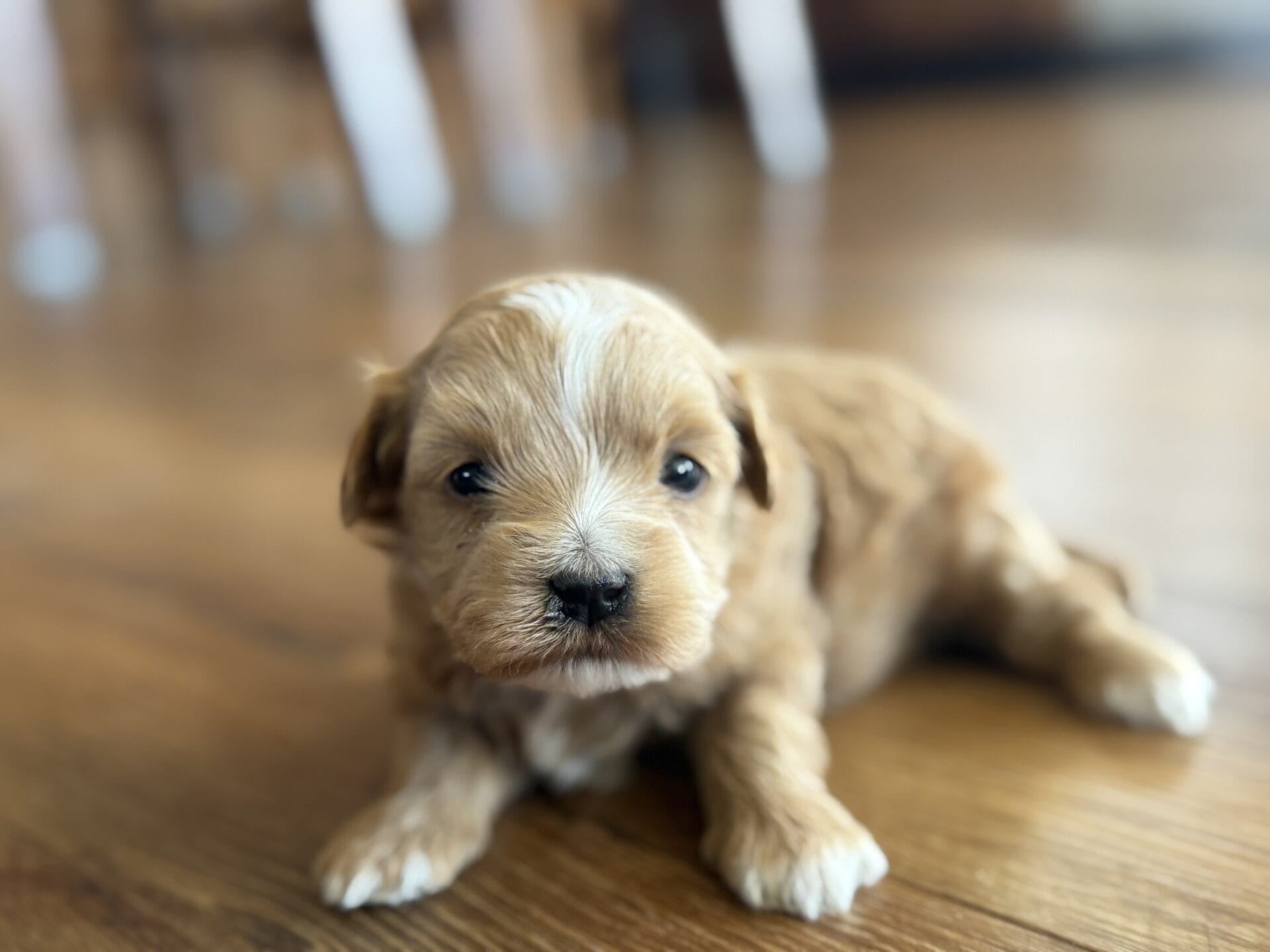 Sissy - Micro Goldendoodle Girl