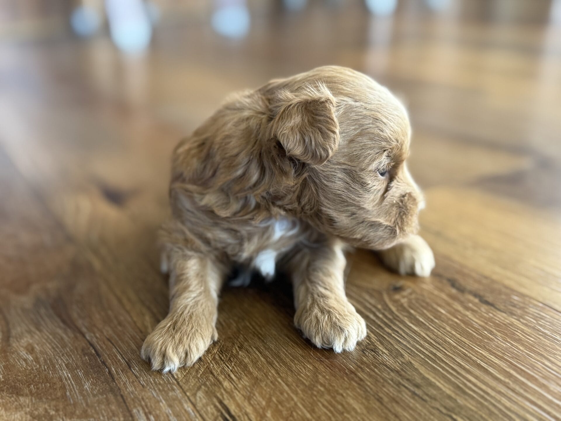 Ivy - Micro Goldendoodle Girl - Image 8