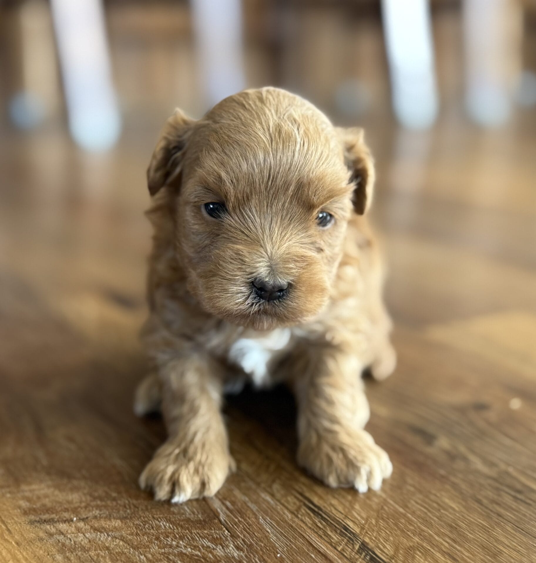 Ivy - Micro Goldendoodle Girl - Image 9