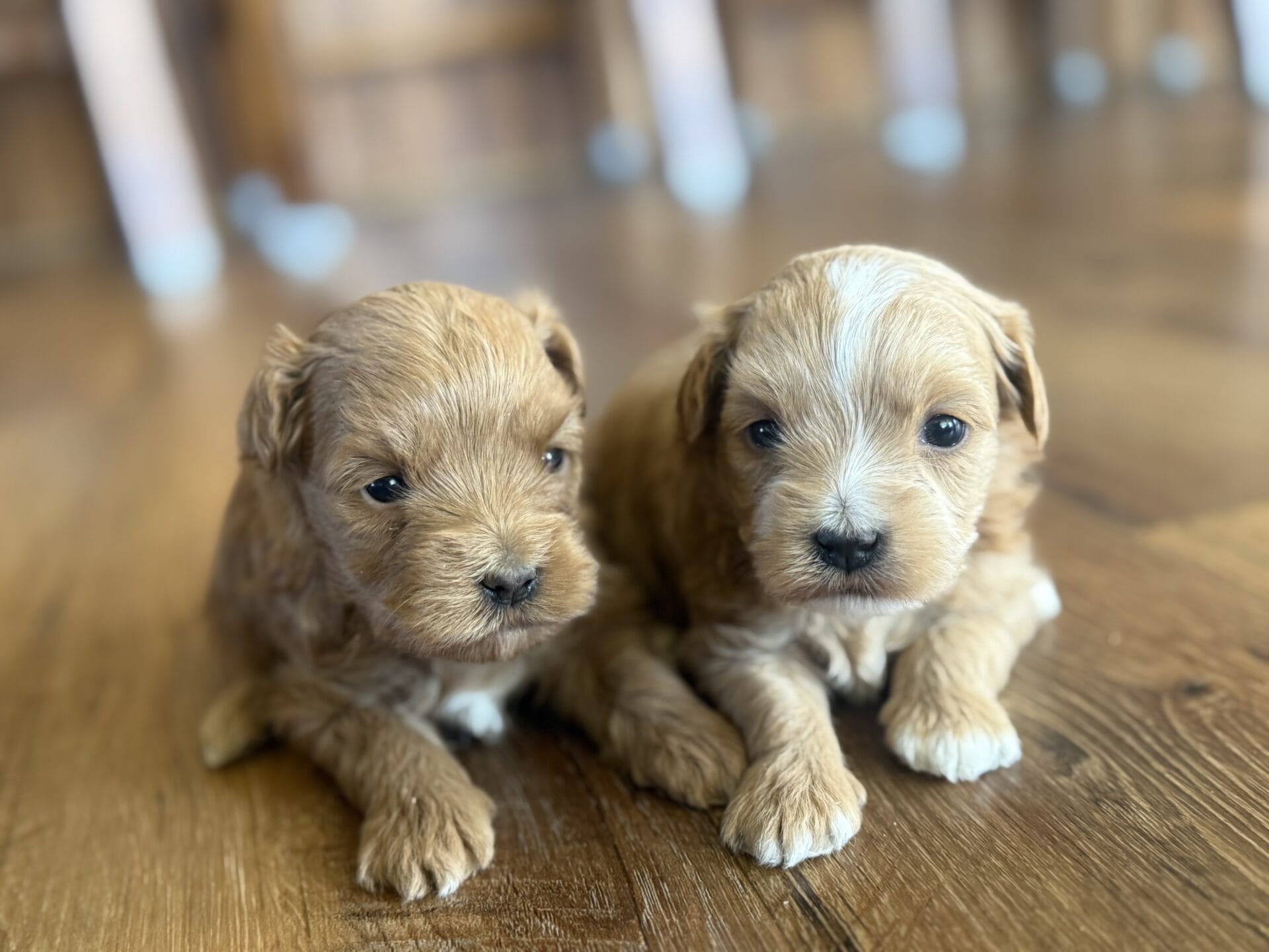 Ivy - Micro Goldendoodle Girl - Image 11
