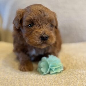 Ivy - Micro Goldendoodle Girl