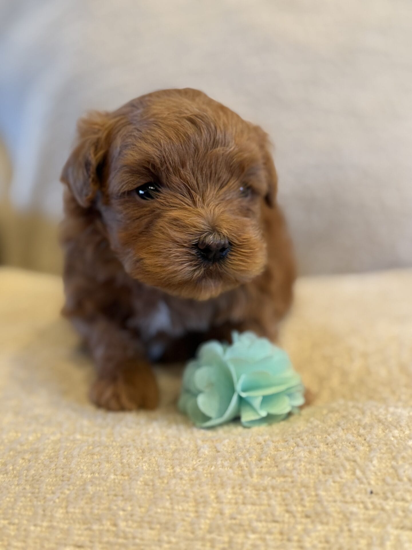Ivy - Micro Goldendoodle Girl